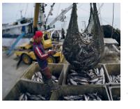 Giá skipjack Manta giảm