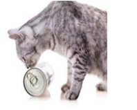 Xuất khẩu pet food của Thái Lan